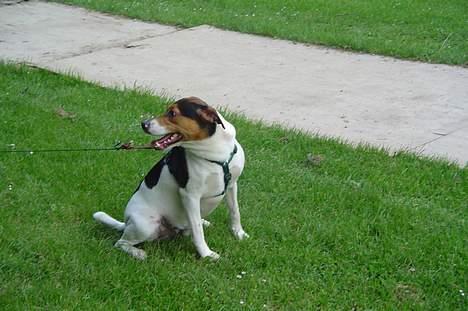 Dansk svensk gaardhund Kvik - er du med  mor  billede 10