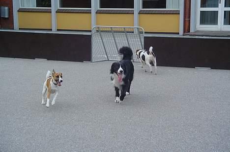 Dansk svensk gaardhund Kvik - dejligt at lege lidt  billede 11