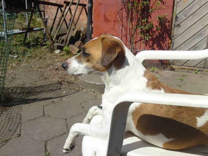 Blanding af racer Bacardi :)  - Bacardi konge af haven billede 6