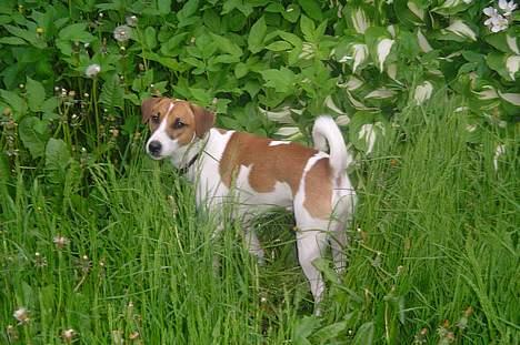 Blanding af racer Bacardi :)  - Jeg er lige på udflugt i der høje græs  billede 7