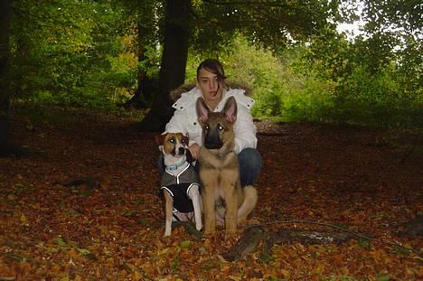 Blanding af racer Bacardi :)  - Sider sammen med min mor og rico billede 8