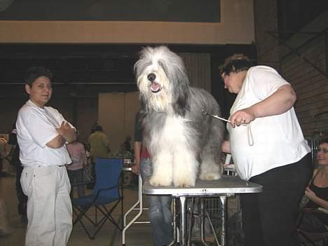 Bearded collie Megan billede 18