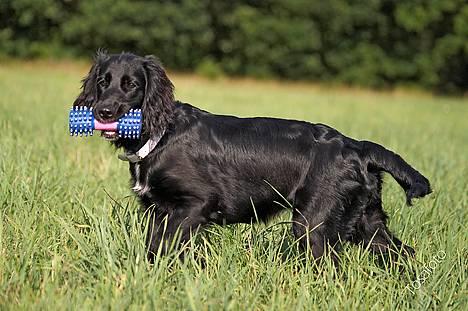 Blanding af racer Blanding *Luna* billede 8