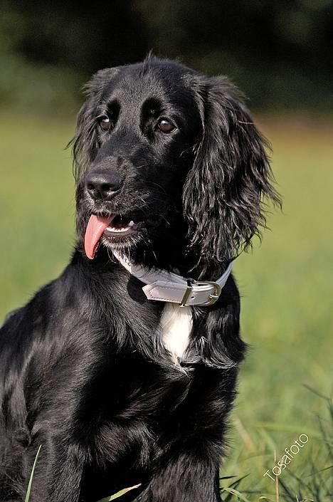 Blanding af racer Blanding *Luna* - Skal jeg blive ved med at sidde stille billede 9