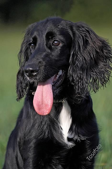 Blanding af racer Blanding *Luna* - Det er altså super kedeligt at være model.. -skal vi ikke jage noget? billede 10