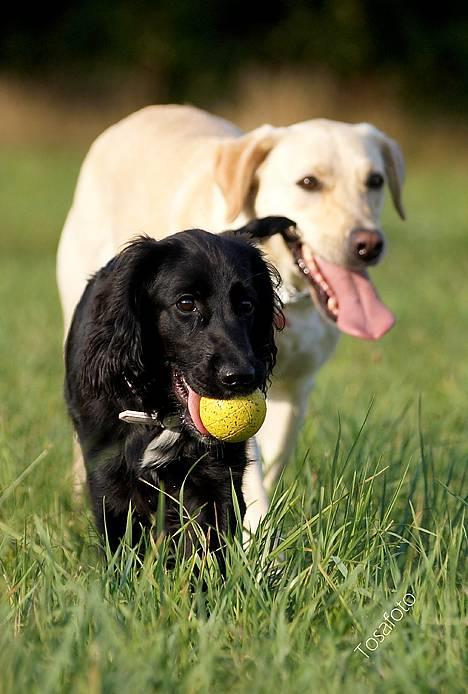 Blanding af racer Blanding *Luna* - Det er mig der har den... høhø billede 11