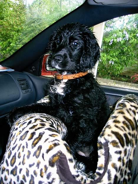 Blanding af racer Blanding *Luna* - Jeg er blevet så våd, -men det er bare så super sjovt at løbe i langt græs billede 12