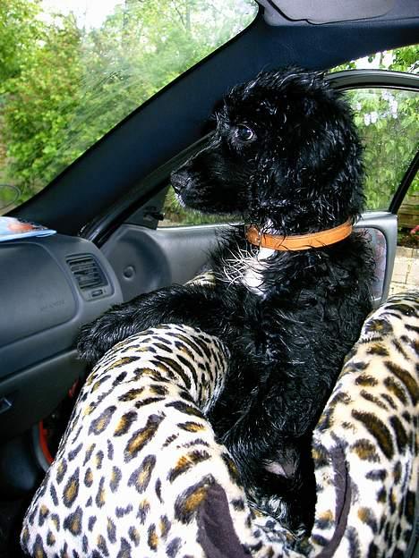 Blanding af racer Blanding *Luna* - hvorfor skal vi bare sidde her og vente? billede 13