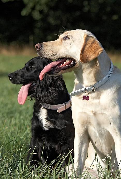 Blanding af racer Naja - mon vi får en guffer?? billede 8