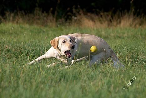 Blanding af racer Naja - Jeg er bare den bedste til at gribe... ;) billede 9