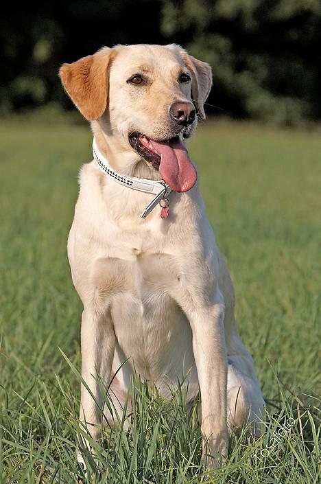 Blanding af racer Naja - så kan i bare komme med udfordringerne, -jeg skal nok vinde.. *g* billede 10