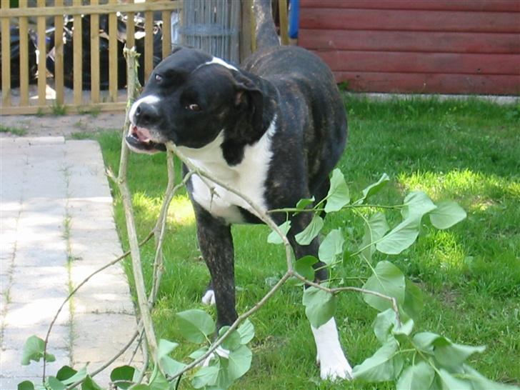 Amerikansk bulldog VBA's Kela R.I.P 2011 - Mmmmm... En dejlig gren.. billede 17