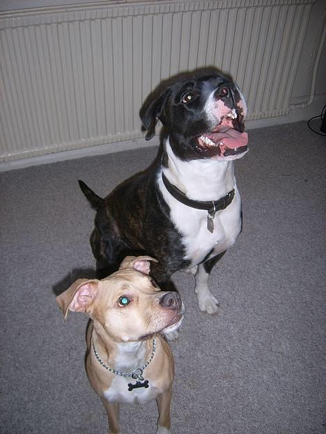 Amerikansk bulldog VBA's Kela R.I.P 2011 - Mig og min veninde Zenna.. billede 18