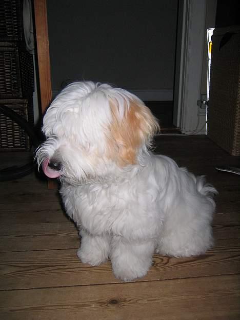 Coton de tulear Ludvig  - Uhm..Har lige spist en godbid.. Den var noget så lækker billede 8