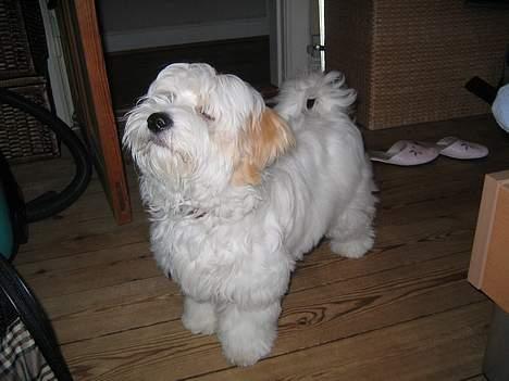 Coton de tulear Ludvig  - Prøv at se lidt mere vigtig ud..... billede 9