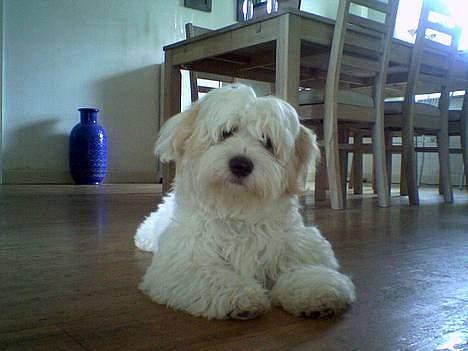 Coton de tulear Ludvig  - Heej billede 10