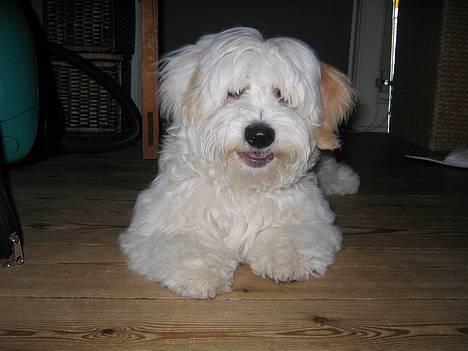 Coton de tulear Ludvig  - Charmetrold billede 11