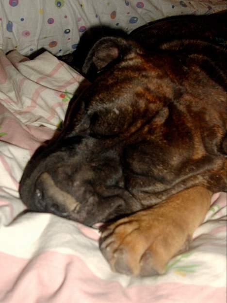 Amerikansk staffordshire terrier Berta billede 7