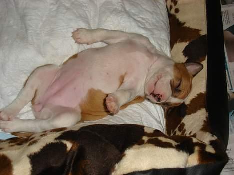 Blanding af racer Emma amstaff/ bullterrier - D 1/5- 06 Blev lige lidt træt billede 2