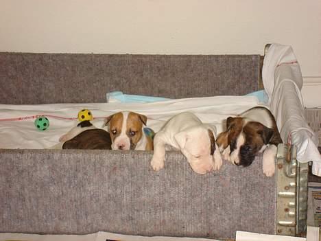 Blanding af racer Emma amstaff/ bullterrier - D. 3/5- 06 Vi fik altså at vide vi skulle blive i kassen billede 3