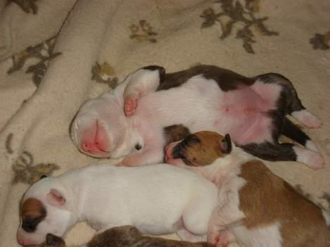 Blanding af racer Emma amstaff/ bullterrier billede 4