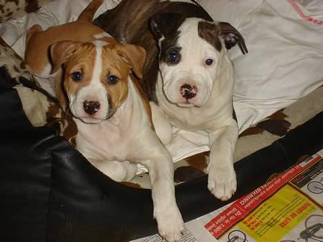 Blanding af racer Emma amstaff/ bullterrier - D. 31/5- 06 Mig og min bror Oskar billede 5