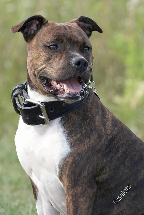 Amerikansk staffordshire terrier Freja - D.5/8-06 billede 1