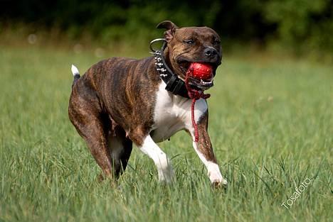 Amerikansk staffordshire terrier Freja - D. 5/8-06 billede 2