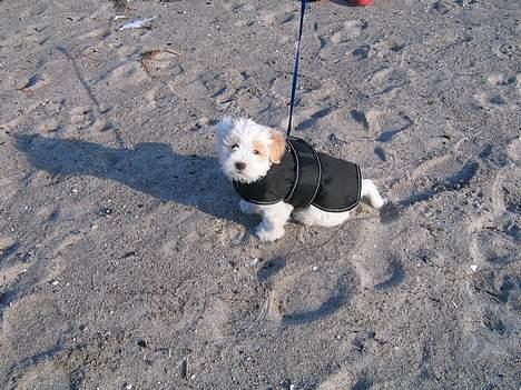 Coton de tulear Ludvig  - Sikken kold vinter vi havde.. Elsker min varme frakke... billede 12