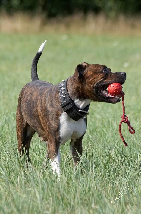 Amerikansk staffordshire terrier Freja - D. 5/8-06 billede 5