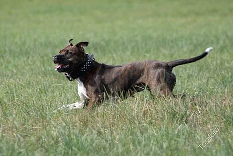 Amerikansk staffordshire terrier Freja - D.5/8-06 billede 6