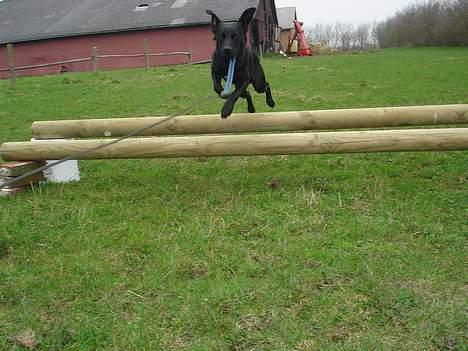 Blanding af racer Pelle - Pelle elsker at springe :b billede 2