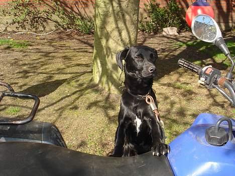 Blanding af racer Pelle - kigger lige op over Crosseren billede 3