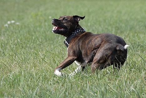 Amerikansk staffordshire terrier Freja - D. 5/8-06 billede 10