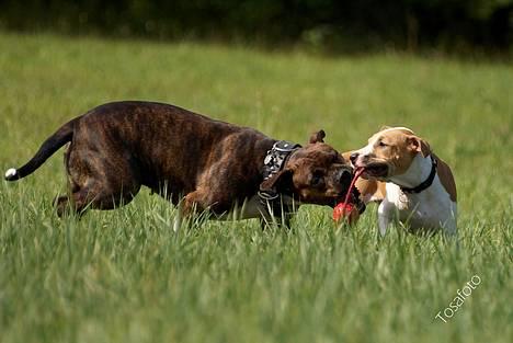 Amerikansk staffordshire terrier Freja - D. 5/8-06 billede 11