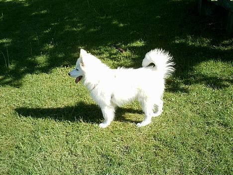 Samojedhund Igglo - Se hvor fin jeg er... billede 1