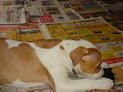 Blanding af racer Emma amstaff/ bullterrier - D. 2/6-06 Det er nogle gode sokker de har. billede 6