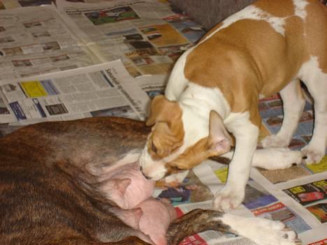 Blanding af racer Emma amstaff/ bullterrier - D. 3/6-06 mor når du  ligger sådan så kan jeg ikke lade vær...smask smask billede 7