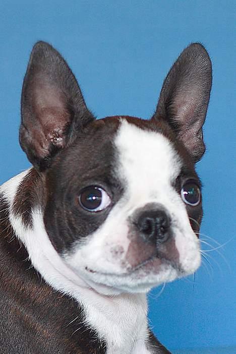 Boston terrier Please, Don`t Tease - Ja, så er Tease blevet 11 uger.. billede 10