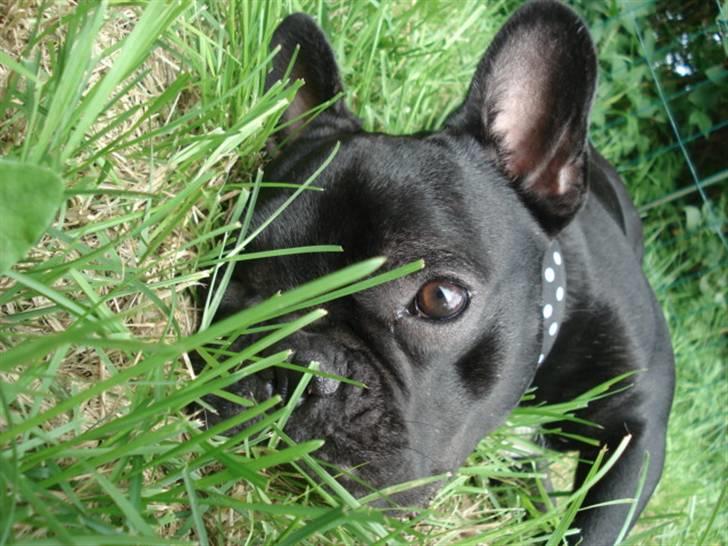 Fransk bulldog Eigil - Prøver lige at gøre mig usynlig for de pokkers myg. billede 1