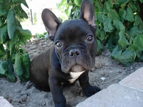 Fransk bulldog Eigil - Jeg prøver at være RIGTIG artig nu.....efter det med blomsterne! billede 2