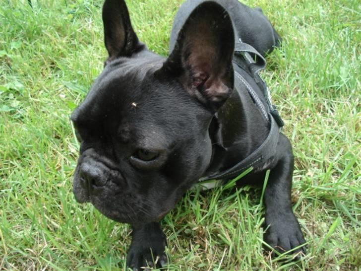 Fransk bulldog Eigil - Se!!!! jeg vil ha noget mygge balsam TAK!! billede 3