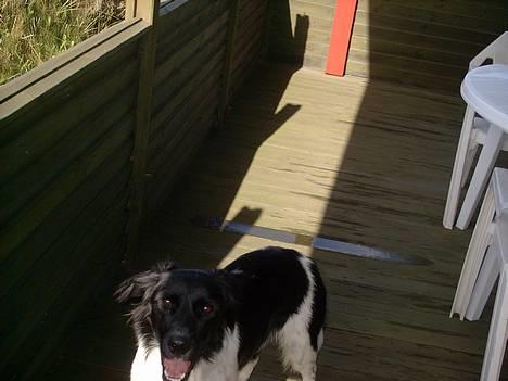 Blanding af racer Lucky billede 3