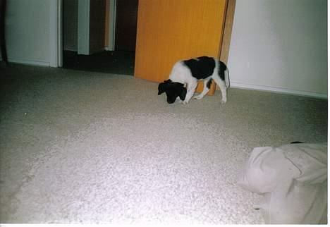 Blanding af racer Lucky billede 4