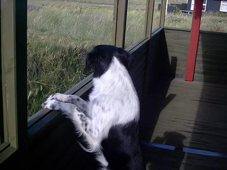 Blanding af racer Lucky billede 5