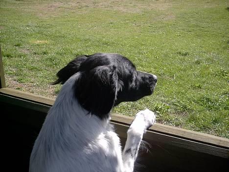 Blanding af racer Lucky billede 6