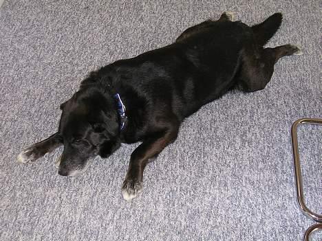 Blanding af racer Bamse R.I.P :'( - Bamse som frømand............... billede 11