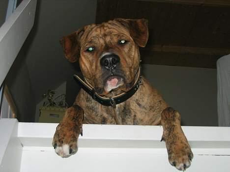 Amerikansk staffordshire terrier Tiarco billede 14