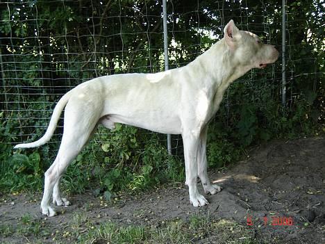 Dogo argentino Esto Del Cavdillo - Hva var Det? billede 1