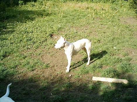 Dogo argentino Esto Del Cavdillo - århh ja man fedt vejr billede 2